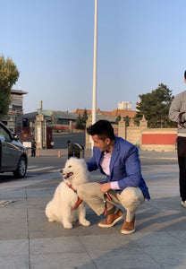 On a paved footpath, a white fluffy dog sits next to a man who has crouched down to pat him. The man (author Peter Li) wears a blue sports coat, cream pants and running shoes. 