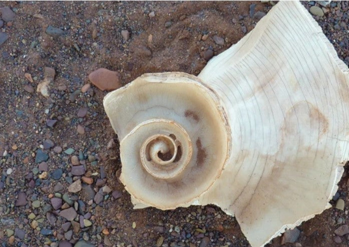 Archaeology in 5 pictures, no. 3: Baler shell from a surface artefact scatter in Nyiyaparli country, Western Australia